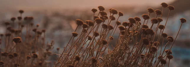 Brown plant in a field